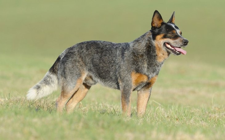 what breeds of dogs have black on their tongues