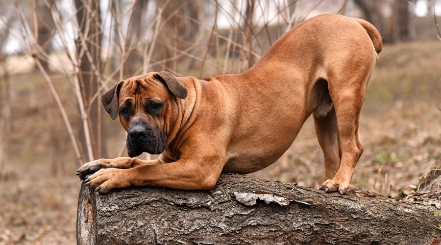 how much is a south african boerboel