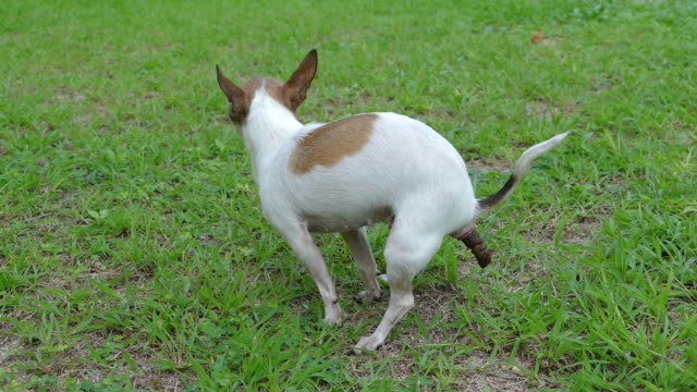 What to Do When a Neighbor’s Dog Poops In Your Yard