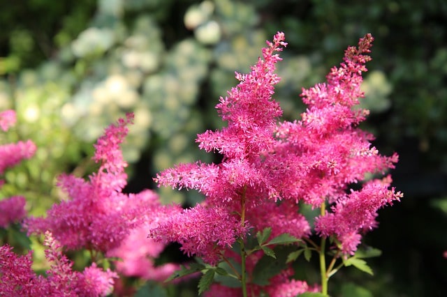 Are Astilbes Poisonous to Dogs?