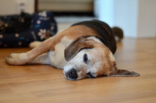 What to Feed a Dog with Pancreatitis