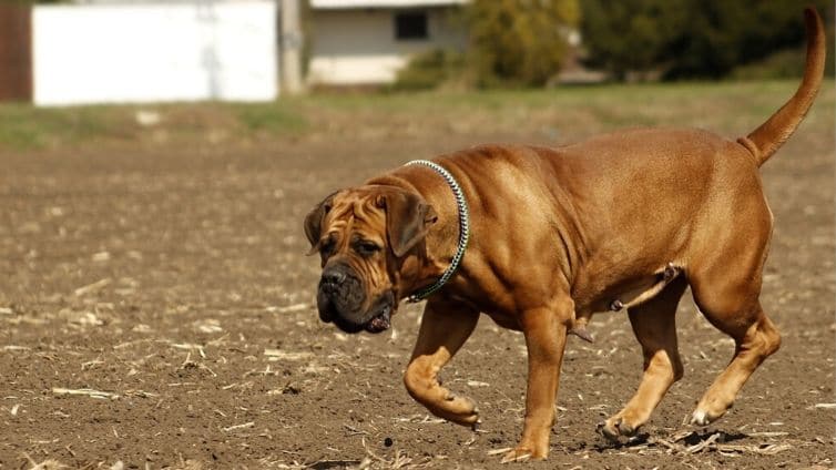 How Much Does a Boerboel Dog Cost