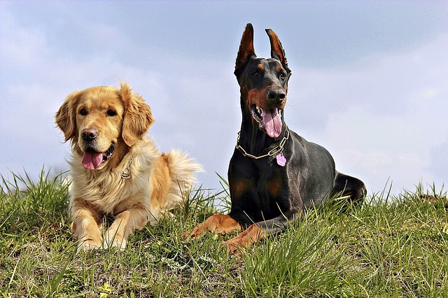 10 Best Southern Dog Breeds