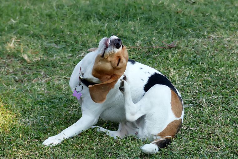 are wood chips bad for dogs