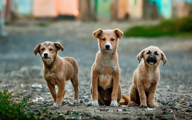 can inbred dogs be aggressive