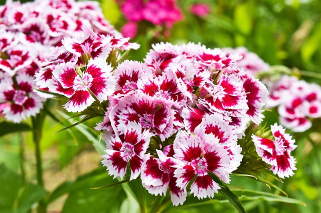 Dianthus toxic to hot sale dogs