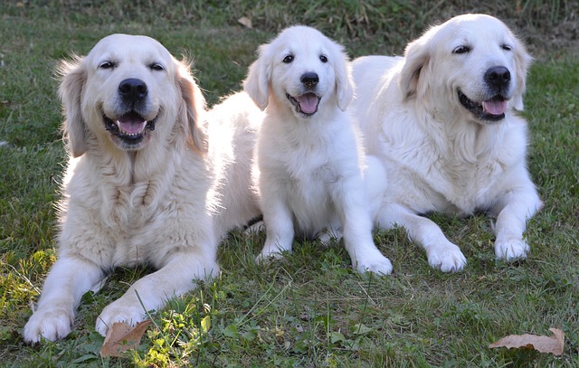 Golden retriever hotsell with big head