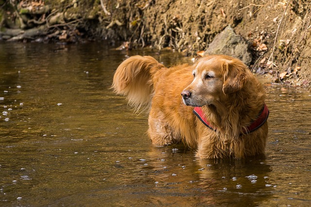 10 Best All-Weather Dog Breeds