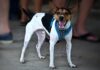 Are Rat Terriers Smart? Here’s Why They Rank High for Dog Intelligence