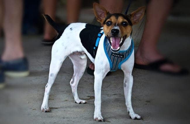 Are Rat Terriers Smart? Here’s Why They Rank High for Dog Intelligence