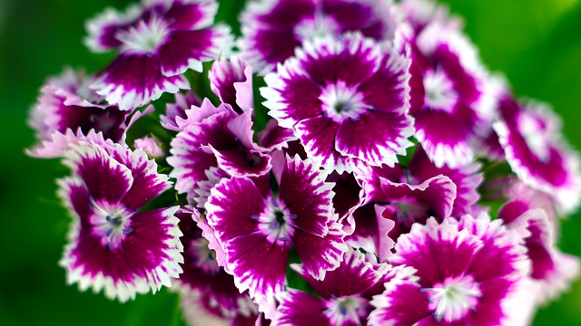 Are Dianthus Poisonous to Dogs?