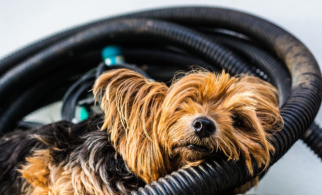 Why Are Yorkies So Annoying? (Plus What To Do About It)