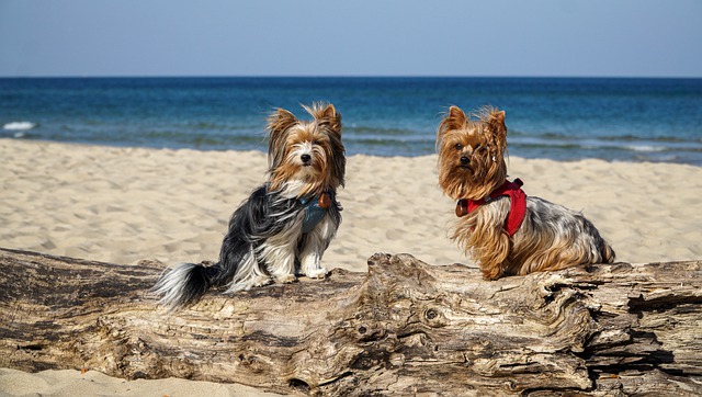 are yorkshire terrier puppies lazy