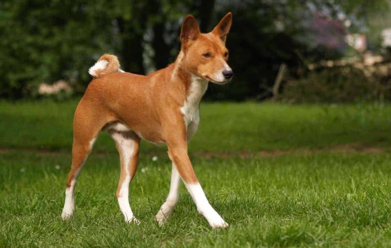 12 Dogs With Pointy Ears — Dog Breeds With Bat Ears