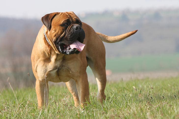 How Long Do Bullmastiffs Live Healthy Homemade Dog Treats