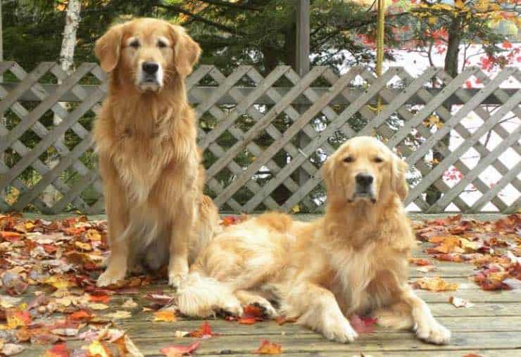 Canadian Golden Retrievers: Here Are the Main Features That Set Them Apart From Their American and British Counterparts