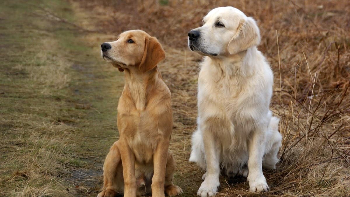 Fluffy vs. Non-Fluffy Golden Retriever: What You Should Know When Getting a New Puppy