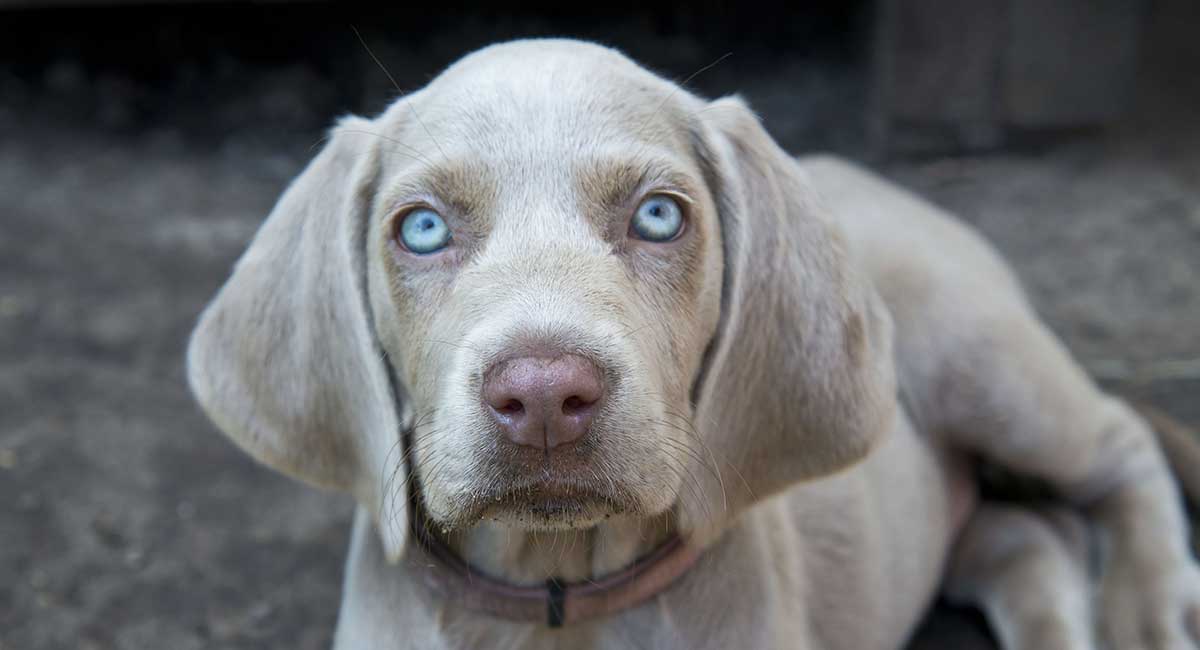 Grey Dogs with Blue Eyes: Meet these Gorgeous 12 Breeds