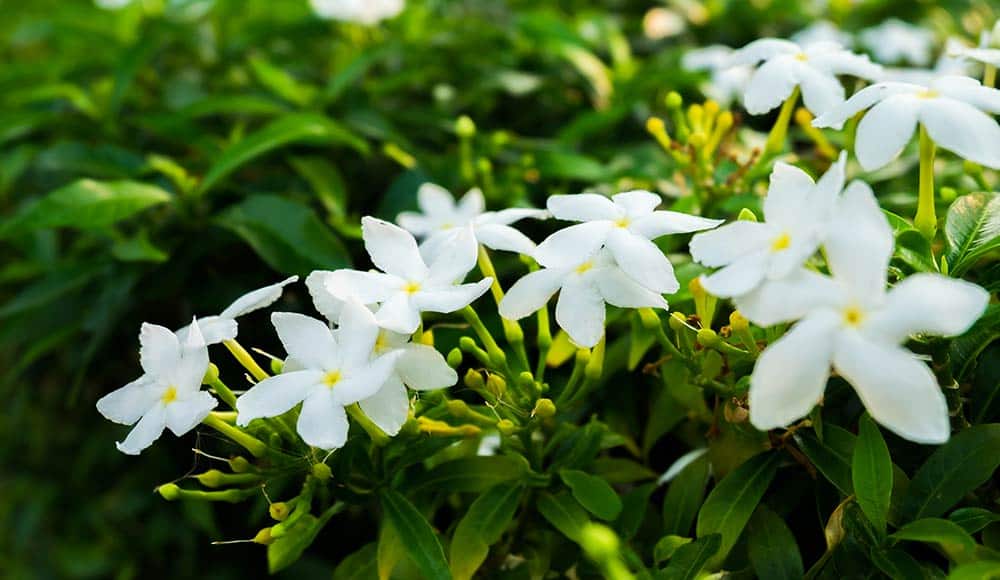 Is Jasmine Poisonous to Dogs?