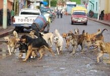 Surprising Facts about Street Dogs in Mexico