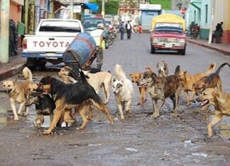 Surprising Facts about Street Dogs in Mexico