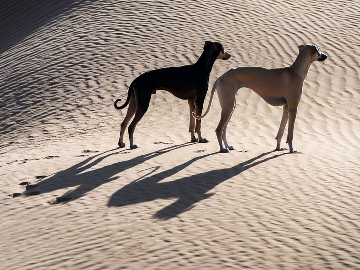 6 Lovable Middle Eastern Dog Breeds