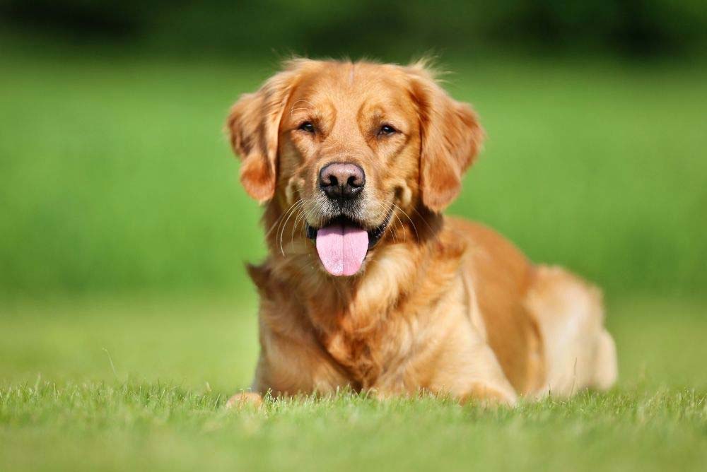 do golden retrievers have long hair