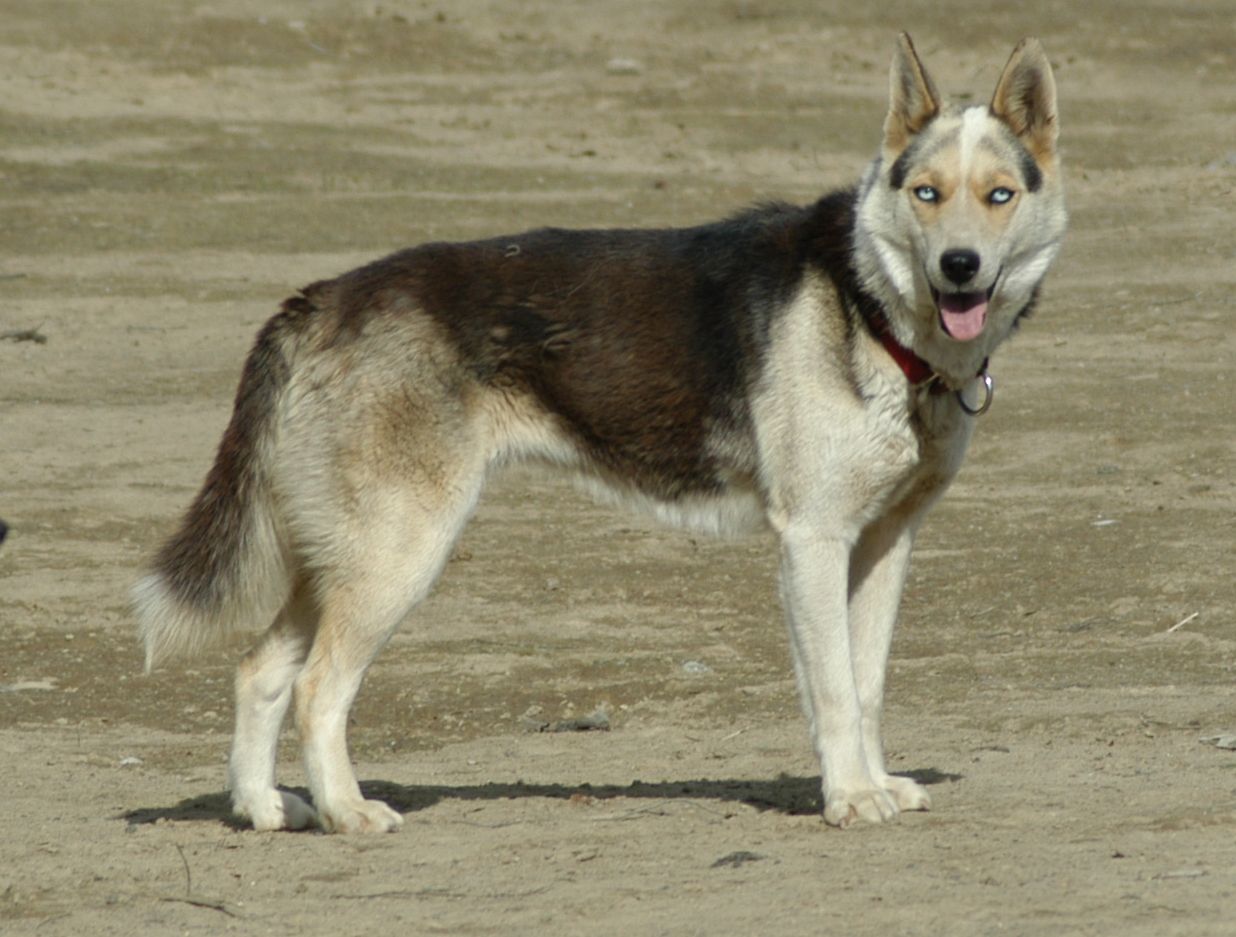 10 Interesting Facts You Probably Didn’t Know About Seppala Siberian Sleddog