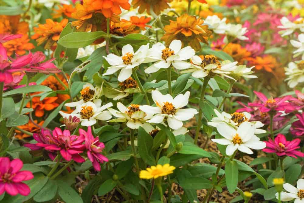 Are zinnias toxic to hot sale dogs