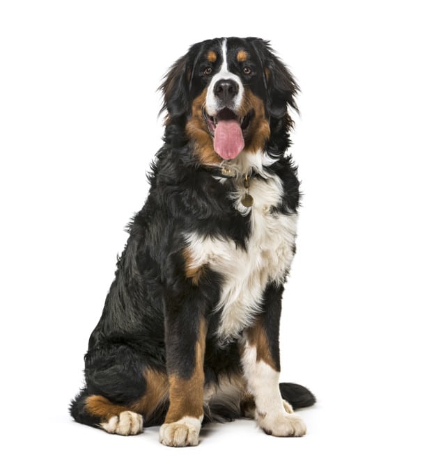 6 Dog Breeds That Look Like Bernese Mountain Dog