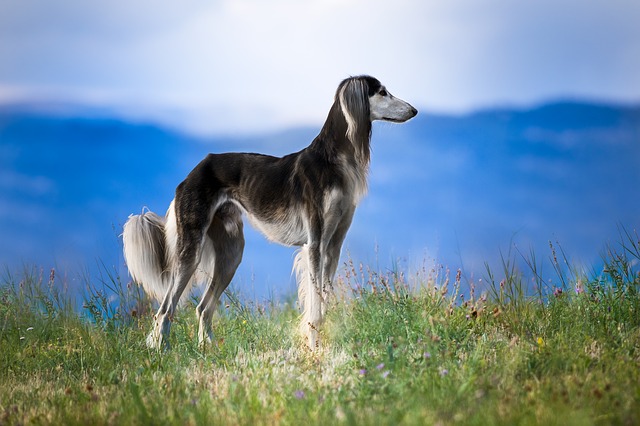 How Much Does a Saluki Dog Cost?