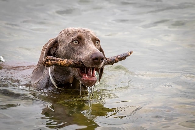 Do plott hounds store have webbed feet