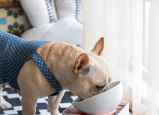 Dog Bowls for Dog with Overbites