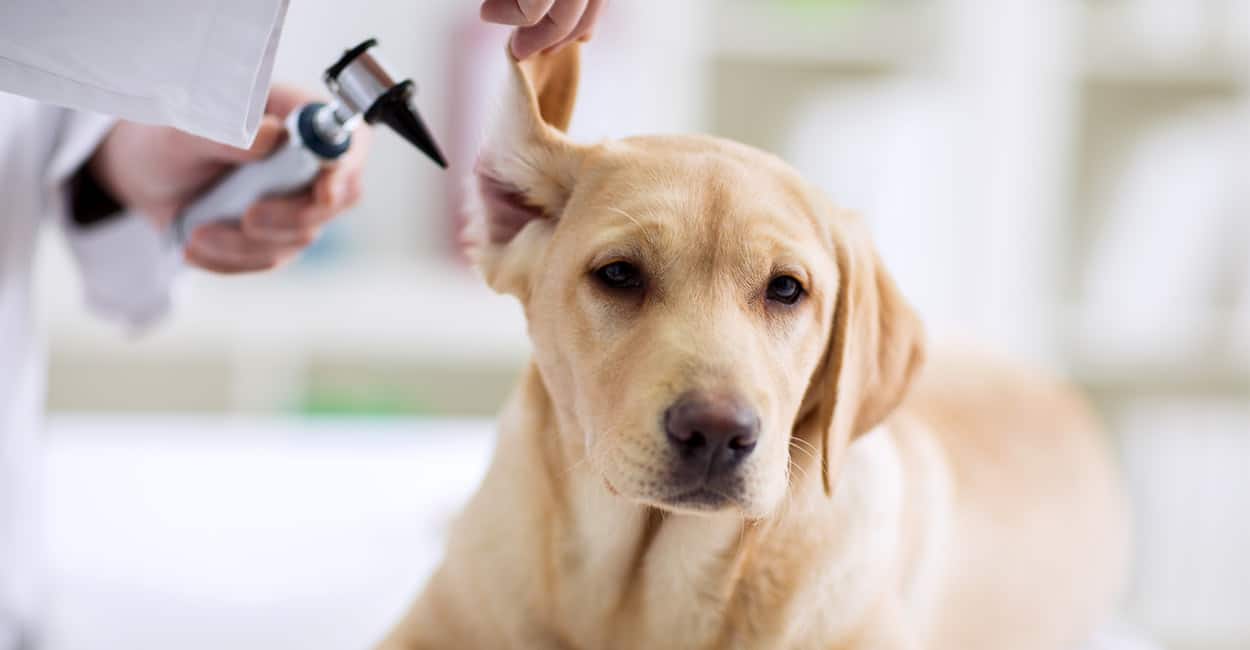 10 Best Dog Ear Cleaners for Yeast