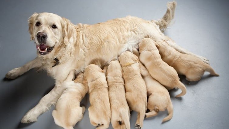 how many puppies is normal for a first litter