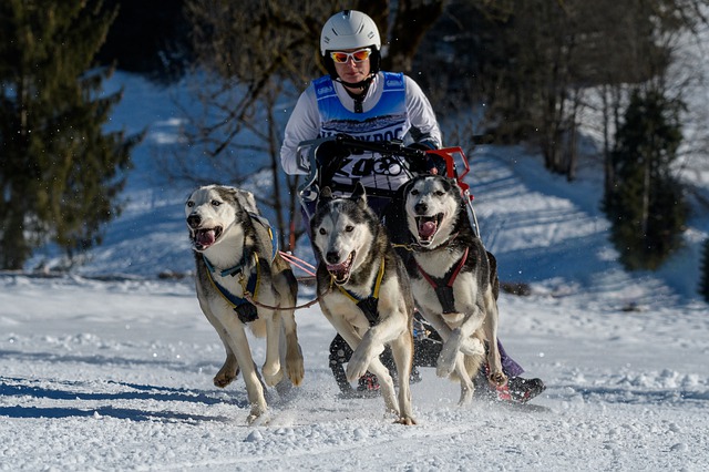 how many dogs make a sled team