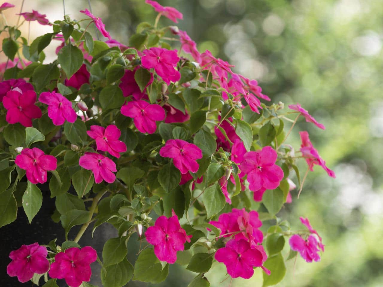 Are Impatiens Poisonous to Dogs?