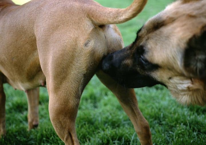 How to Stop a Male Dog from Smelling a Female in Heat