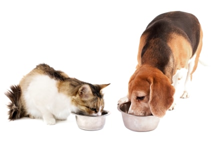 Can I Mix Cat Food with Dog Food?