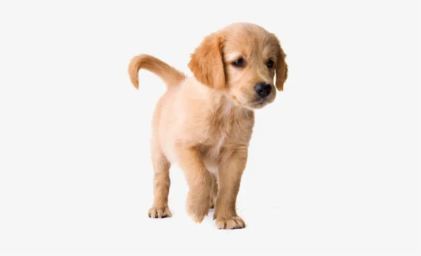 Fluffy vs. Non-Fluffy Golden Retriever: What You Should Know When Getting a  New Puppy - Healthy Homemade Dog Treats