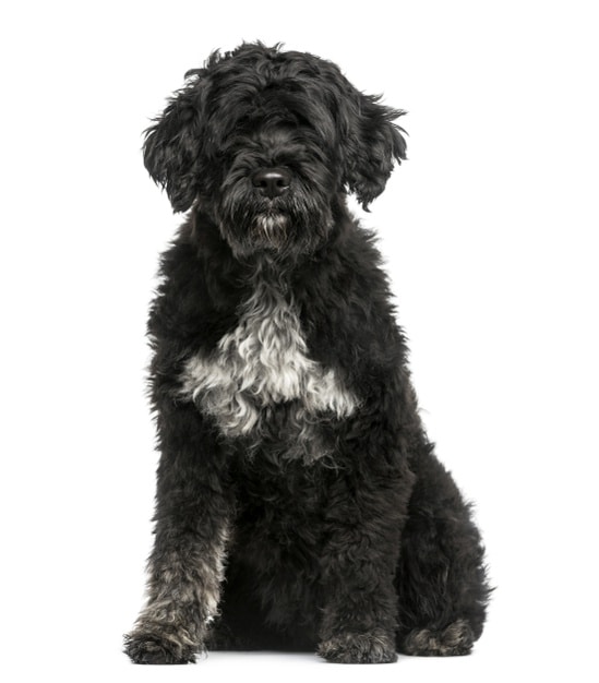 7 Portuguese Water Dog Mixes You'll Want to Own/Adopt