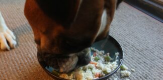 How Long Should I Keep My Dog On Chicken And Rice?