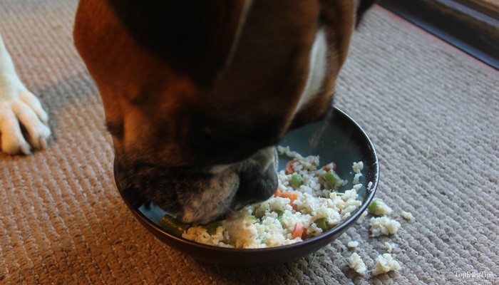 How Long Should I Keep My Dog On Chicken And Rice?