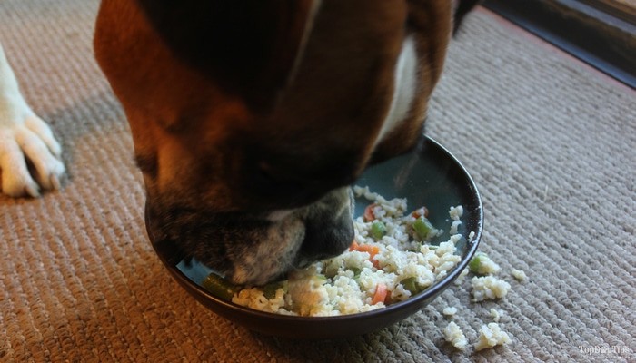 Can dogs eat hotsell white rice and chicken