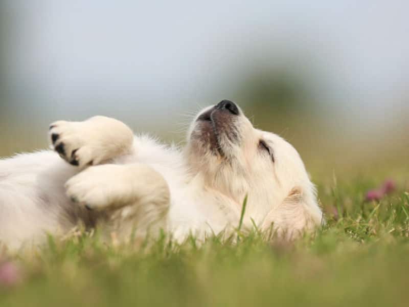 How To Prepare Marrow Bones For Dogs