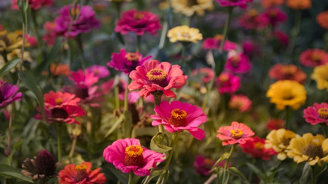 Are Zinnias Poisonous to Dogs
