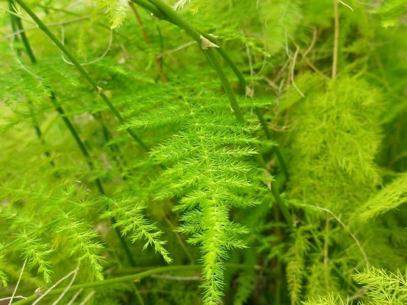 what ferns are toxic to dogs