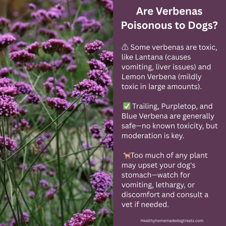 Thumbnail for Wild Lemon Verbena Dogs Eating