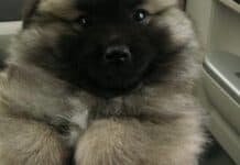 Is Keeshond American Eskimo Mix Right for You?