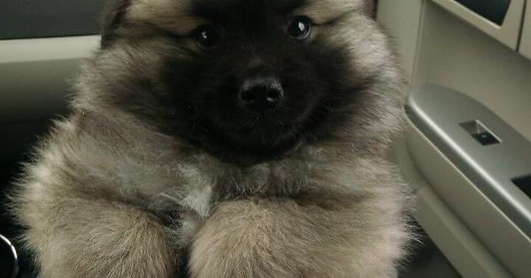 Is Keeshond American Eskimo Mix Right for You?
